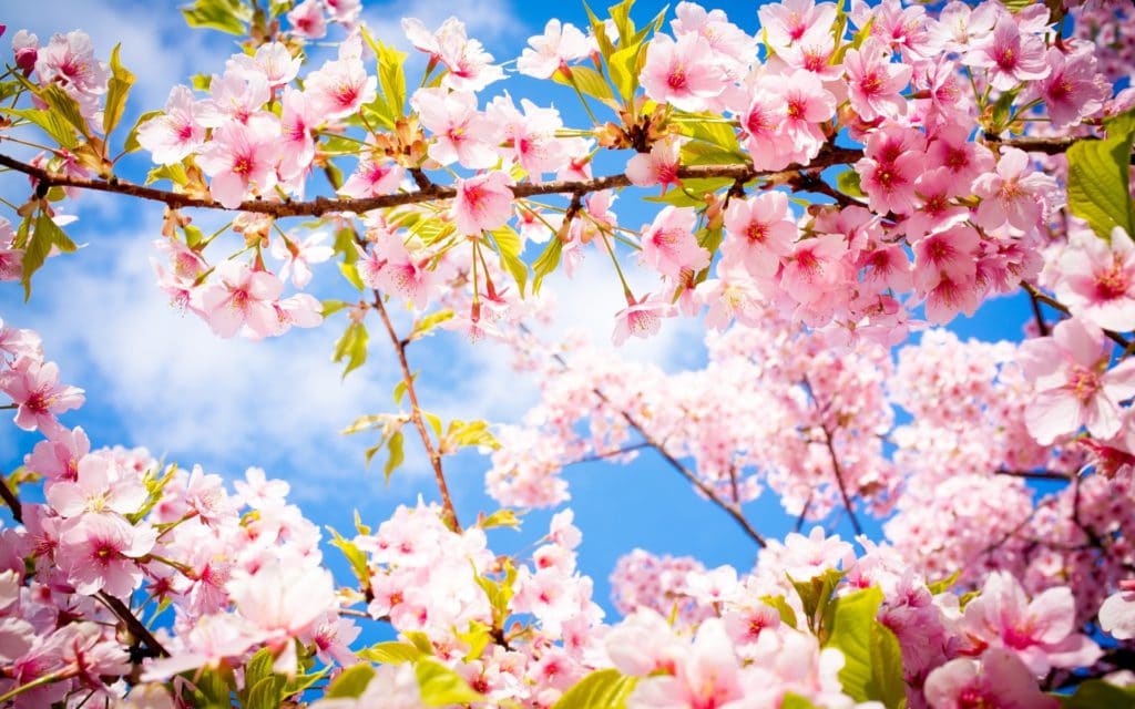 Aujourd'hui c'est le printemps